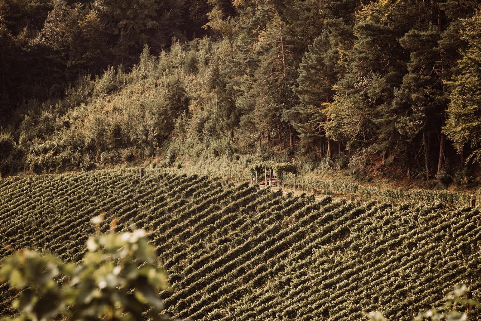 Weingut Kollerhof Am Eichberg Villa Leutschach Exterior foto